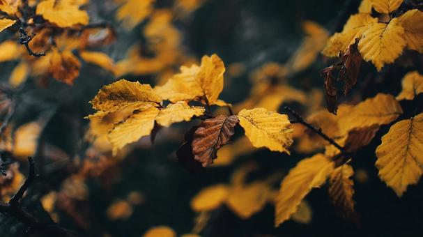 秋の深まり、美しい紅葉 秋の深まり、美しい紅葉の写真