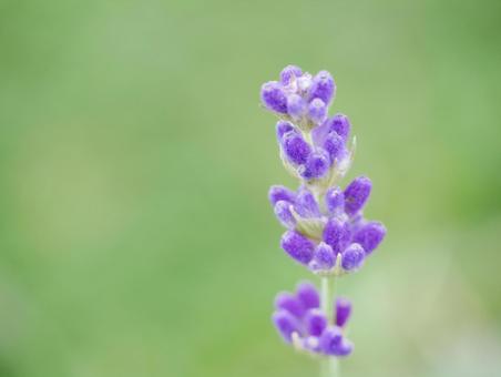 背景に合うラベンダー 背景に合うラベンダーの写真
