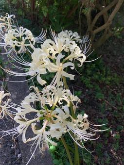 彼岸花(曼珠沙華)白 彼岸花(曼珠沙華)白 の写真