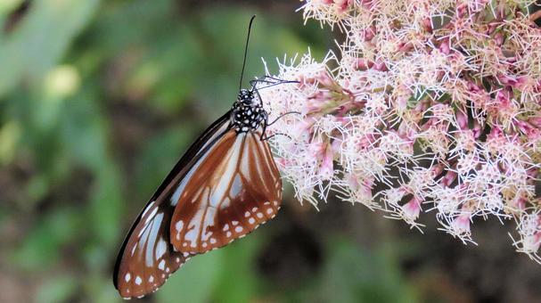 フジバカマに飛来 蜜を吸うアサギマダラ フジバカマに飛来 蜜を吸うアサギマダラ アサギマダラ,秋,タテハチョウ科の写真素材