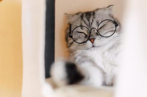 眼鏡猫1 眼鏡猫1の写真