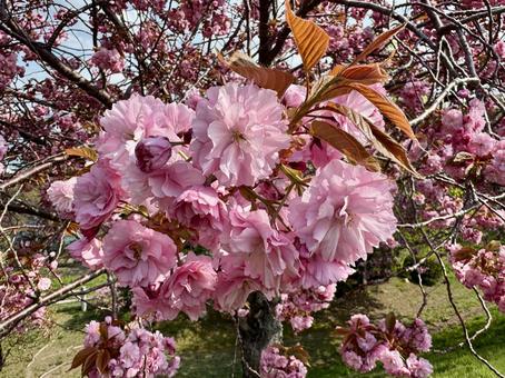 八重桜 春,桜,八重桜の写真素材