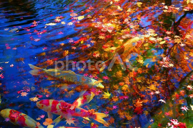 紅葉　錦秋　モミジ　錦鯉 紅葉,もみじ,モミジの写真素材
