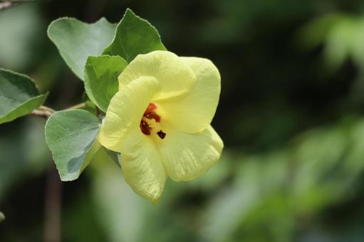 枝先に咲く黄色い花びらのハマボウの花 枝先に咲く黄色い花びらのハマボウの花 枝先,咲く,黄色いの写真素材