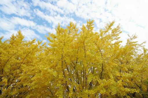 福岡 広川 太原のイチョウ1 太原のイチョウ,イチョウ並木,イチョウの写真素材