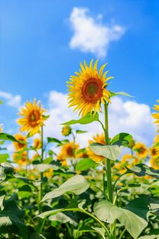 青空とひまわり畑 ひまわり,ヒマワリ,向日葵の写真素材