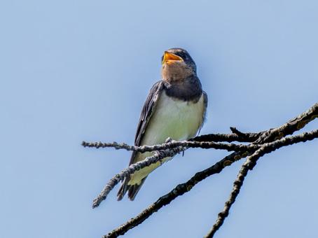 枝にとまるツバメ 枝にとまるツバメ ツバメ,燕,野鳥の写真素材