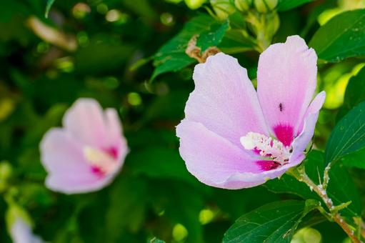 ムクゲ⑶ ムクゲ⑶ 花,ムクゲ,ハチスの写真素材