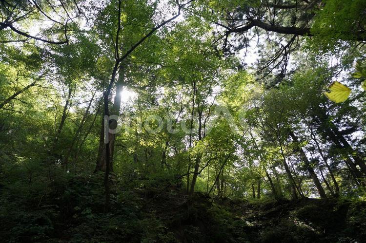 木漏れ日 木漏れ日,木,緑の写真素材