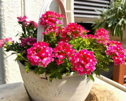 バスケットコンテナ バスケットコンテナ ガーデニング,寄せ植え,花の写真素材