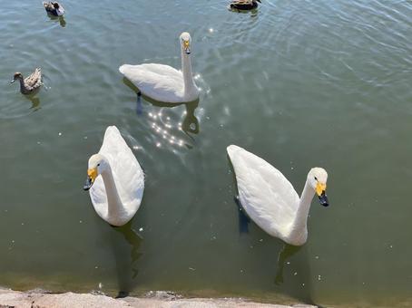 白鳥 白鳥 白鳥,湖,高松の池の写真素材