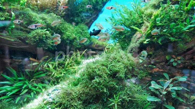 美しいアクアリウム 熱帯魚,水草,アクアリウムの写真素材