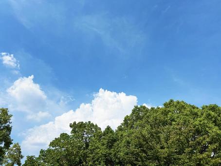 穏やかな空模様と日を浴びる木々 穏やかな空模様と日を浴びる木々 空模様,空,雲の写真素材