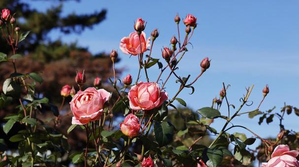 【花の写真】ばらの花 rose,植物,園芸の写真素材