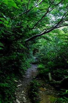 夏の涼しい登山道 夏の涼しい登山道の写真