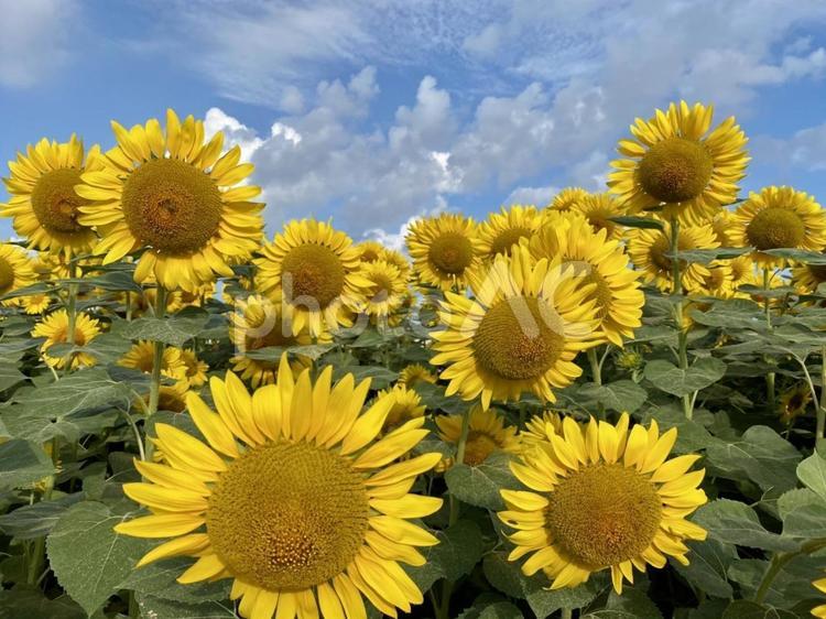 ひまわりと雲さん ひまわり,栽培,鮮やかの写真素材