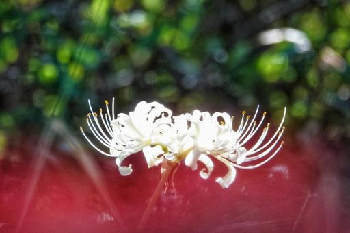彼岸花に誘われて 彼岸花に誘われての写真