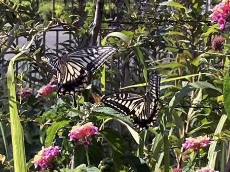 アゲハチョウ アゲハチョウ アゲハチョウ,蝶,チョウチョの写真素材