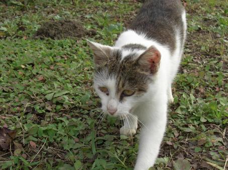 ノラ猫-1 ノラ猫-1の写真
