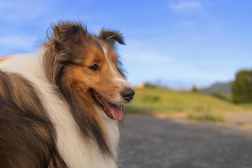 麗 レイ 麗 レイ 家庭犬,散歩,遊ぶの写真素材