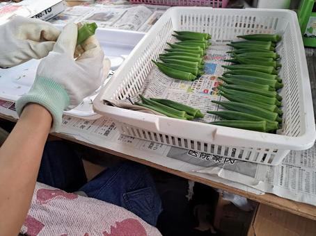 オクラの選定袋詰め作業 オクラの選定袋詰め作業 オクラ,袋詰め,販売の写真素材