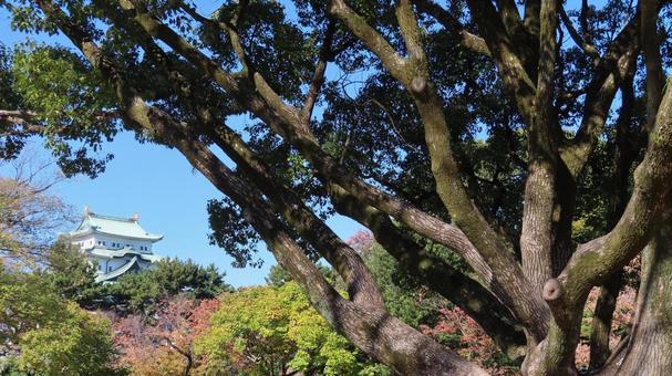 名古屋城　天守　大木 名古屋城,尾張徳川家,御三家の写真素材