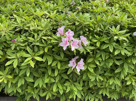 Kanda River in April: Fresh greenery of azalea flowers on the hedge, JPG
