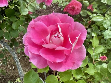 ピンクの薔薇の花 ピンクの薔薇の花の写真