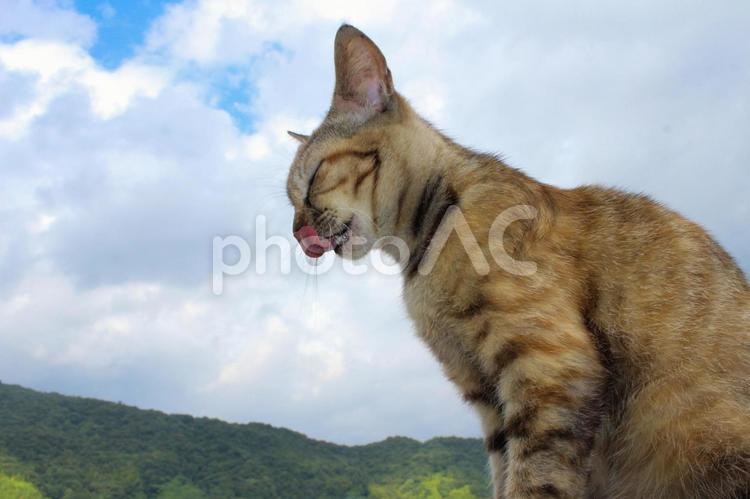 青空と舌出しねこ ねこ,ネコ,にゃんこの写真素材