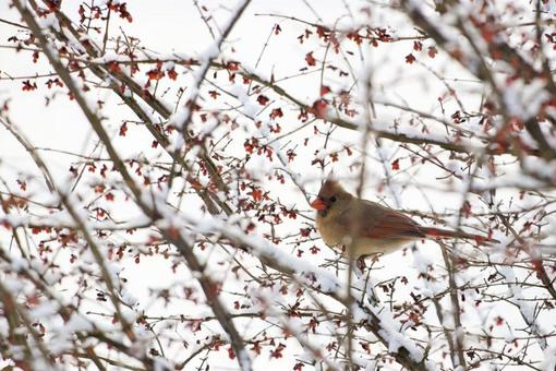 カーディナル　メス 生き物,動物,野生の写真素材
