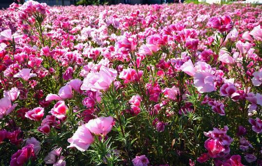 ピンクの花の写真