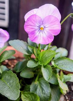 ポーランドの国花 ビオラ,花,flowerの写真素材
