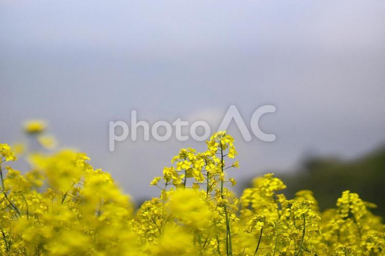 黄色く染まった北国の絶景 菜の花畑,旅行,夏の写真素材