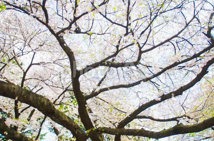 さくらの木 さくら,桜,サクラの写真素材