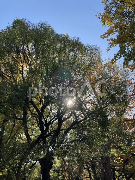 木漏れ日 木,葉,ブランチの写真素材