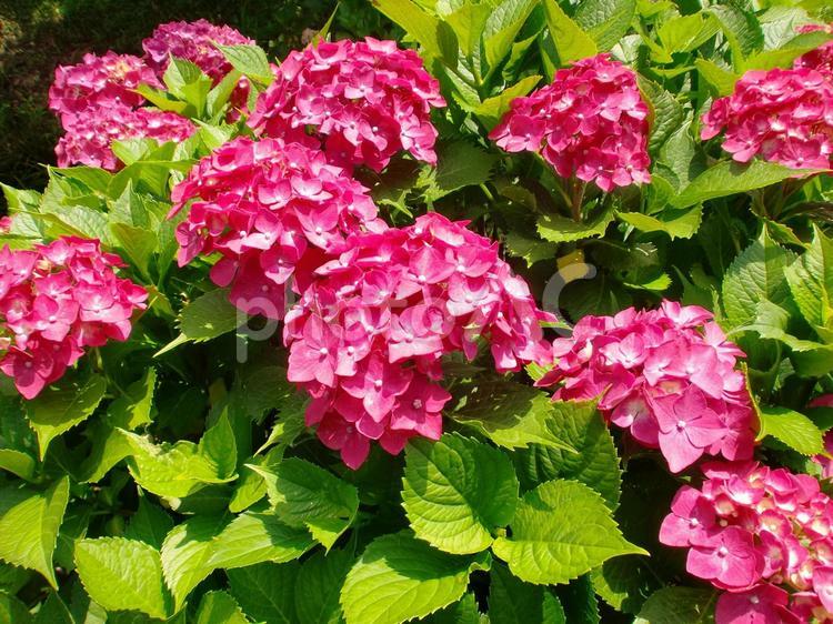 ６月のアジサイ ６月のアジサイ,ピンクのアジサイ,６月の花の写真素材