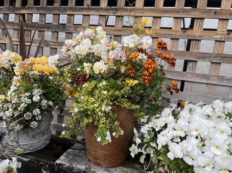 お花 お花の写真