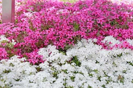 Moss Phlox, Part 5, JPG Moss Phlox, Part 5, JPG