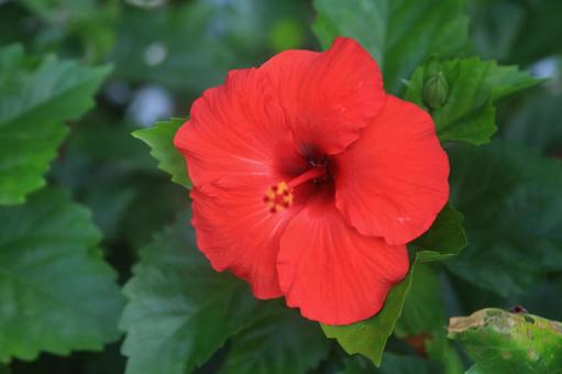 ハワイの花、ハイビスカス満開 ハワイの花、ハイビスカス満開 花,ハワイ,常夏の写真素材