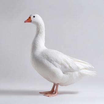 特徴的な赤い嘴を持つ、凛としたガチョウ 特徴的な赤い嘴を持つ、凛としたガチョウの写真