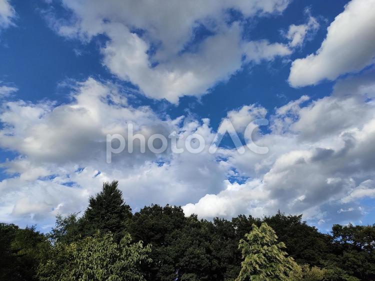 木の上に広がる青空と雲 木々,青空,雲の写真素材