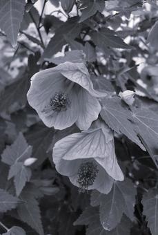 アブチロン Abutilon アブチロン Abutilon 花,アブチロン,abutilonの写真素材