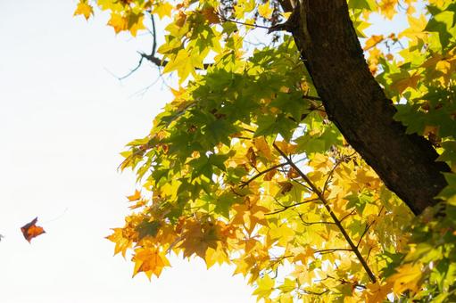 黄色く色づいた葉っぱの写真