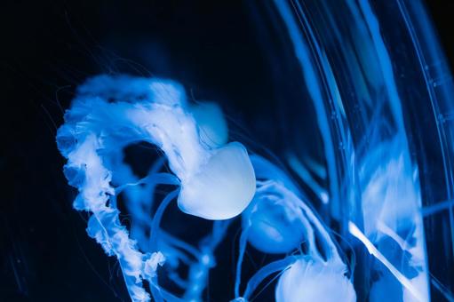 クラゲ クラゲ 青い,クラゲ,海月の写真素材