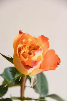 オレンジ色の写真