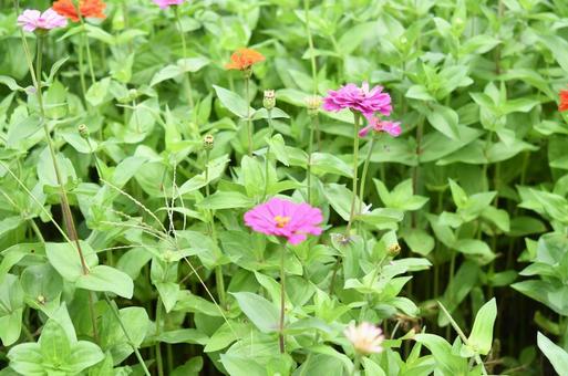 ピンクの花 ピンクの花の写真