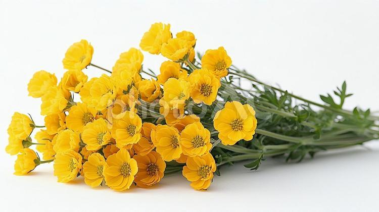 鮮やかな黄色い花 花・植物,花,黄色の写真素材