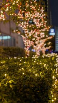 クリスマス イルミネーション,冬,クリスマスの写真素材