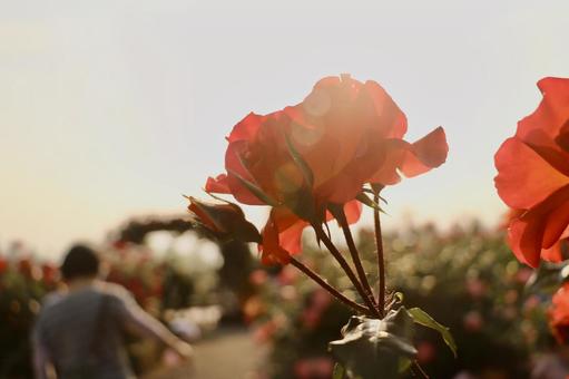 夕暮れの薔薇 夕暮れの薔薇の写真