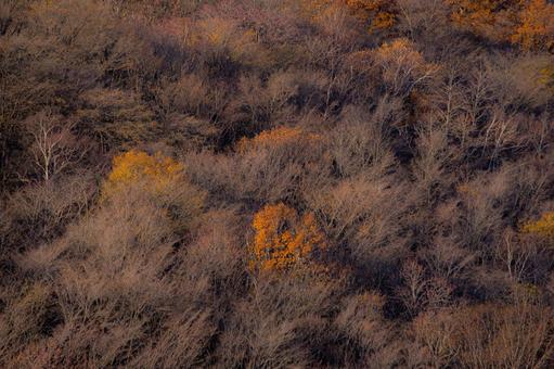 秋の光に優しく包まれた静かな山肌 紅葉,木立,幻想的の写真素材